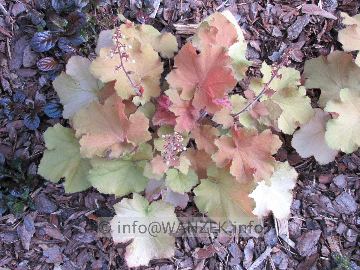 Heuchera Hybride Caramel 1.JPG